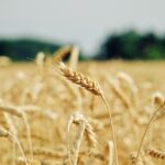 wheat-g1751ea7e9_1280