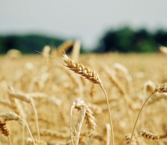 Lonja Agropecuaria de Salamanca del 17 de abril de 2023