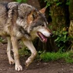 Cambios importantes en los pagos compensatorios por daños producidos por el lobo en explotaciones ganaderas de Castilla y León