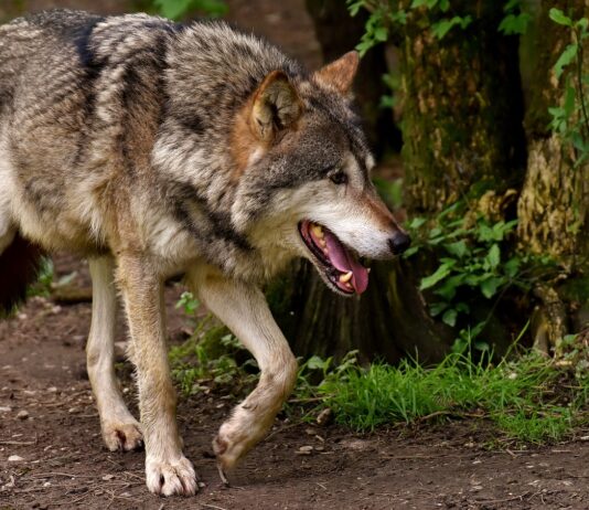 Cambios importantes en los pagos compensatorios por daños producidos por el lobo en explotaciones ganaderas de Castilla y León