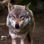 La Junta incrementa los pagos compensatorios por daños del lobo con carácter retroactivo desde septiembre de 2021