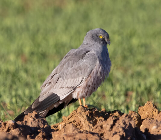 La Junta apunta a la siega en verde y la cosecha temprana de cereal como causantes de la mortalidad del aguilucho cenizo Macho.