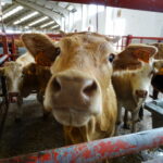Aumenta la prevalencia de tuberculosis en Salamanca