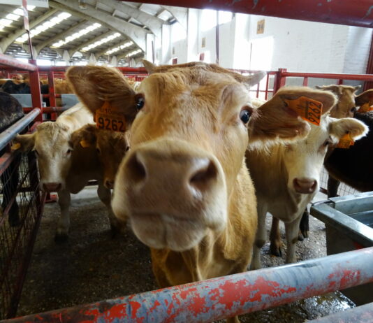 Aumenta la prevalencia de tuberculosis en Salamanca