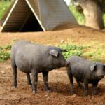 Ampliado el plazo de las agroambientales hasta el 30 de junio