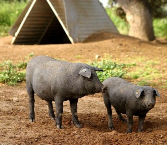Ampliado el plazo de las agroambientales hasta el 30 de junio