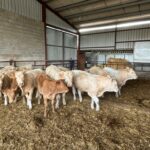 Publicada la metodología de la Junta en la gestión de programas de enfermedades de los rumiantes