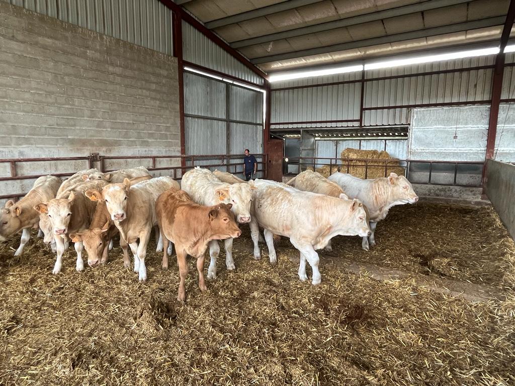 Un cebadero de terneros de la provincia de Salamanca. FOTO ASAJA Salamanca