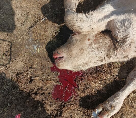 ASAJA Salamanca alarma por los incesantes ataques de buitres en Montejo