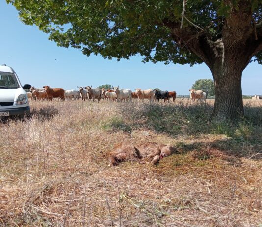 Otro ternero muerto por los buitres