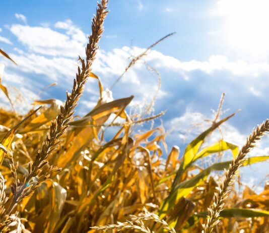 Lonja Agropecuaria de Salamanca del 29 de mayo de 2023