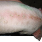 La nueva norma de vigilancia Staphylococcus aureus en cerdos de engorde entrará en vigor en 2025