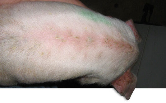 La nueva norma de vigilancia Staphylococcus aureus en cerdos de engorde entrará en vigor en 2025