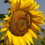 El Ministerio de Agricultura, Pesca y Alimentación comienza la publicación de boletines mensuales de mercado de cereales y oleaginosas