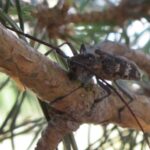 625.000 euros para la erradicación del nematodo de la madera del pino en Lagunilla