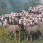 Modificado el reglamento del comité de seguimiento del plan estratégico de la PAC