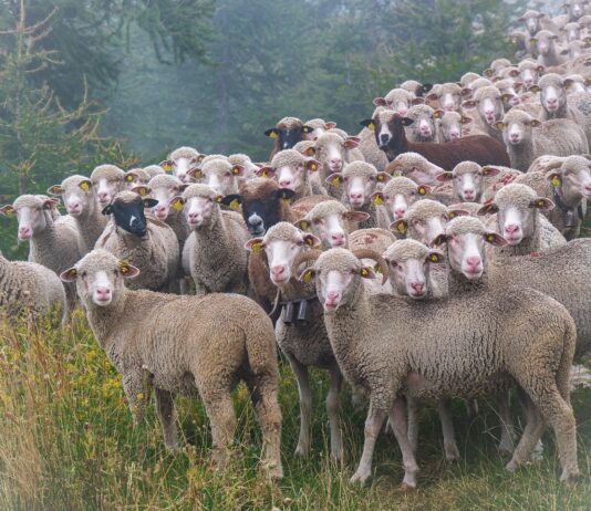 Modificado el reglamento del comité de seguimiento del plan estratégico de la PAC