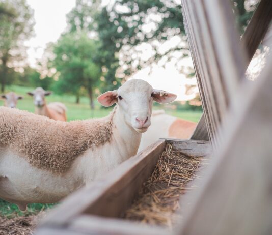 Lonja Agropecuaria de Salamanca del 2 de mayo de 2023