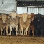 Publicado el importe definitivo de las ayudas asociadas al vacuno de cebo