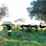 El Gobierno limita el movimiento del ganado bovino en Castilla y León