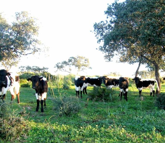 El Gobierno limita el movimiento del ganado bovino en Castilla y León