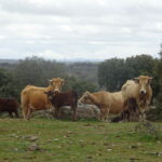 Unión por la Ganadería insta a los ganaderos de vacuno a que paralicen los saneamientos desde el 12 de junio