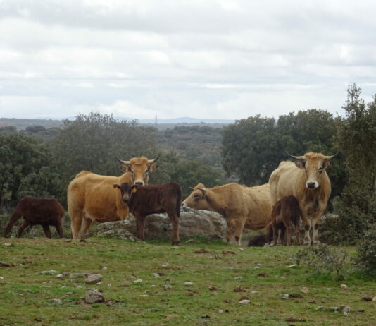 Unión por la Ganadería insta a los ganaderos de vacuno a que paralicen los saneamientos desde el 12 de junio
