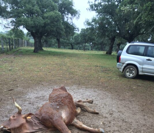 Montejo, la despensa de los buitres Reproductora, comida por los buitres en Montejo.
