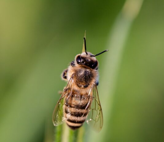 Plan General de Control de la Intervención Sectorial Apícola