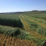 Permitido el labrado de parcelas segadas en verde