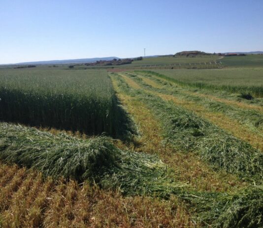 Permitido el labrado de parcelas segadas en verde