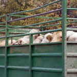 Desaparecen las prohibiciones de movimiento de ganado vacuno de la orden ministerial del 26 de mayo