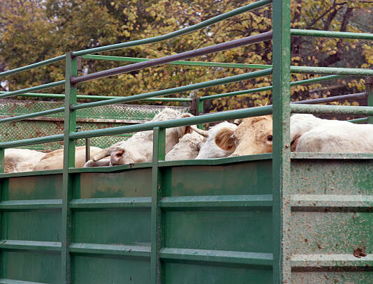Desaparecen las prohibiciones de movimiento de ganado vacuno de la orden ministerial del 26 de mayo