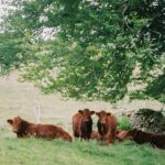 Lonja Agropecuaria del 24 de julio de 2023