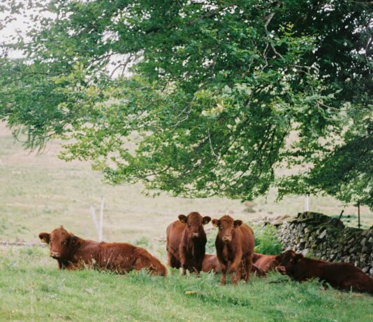 Lonja Agropecuaria del 24 de julio de 2023