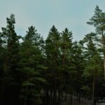 Ayudas Reforestación CyL (2023) Ayudas para la reforestación