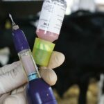 Aclaraciones de la Dirección General sobre la vacunación de la lengua azul vacuna lengua azul