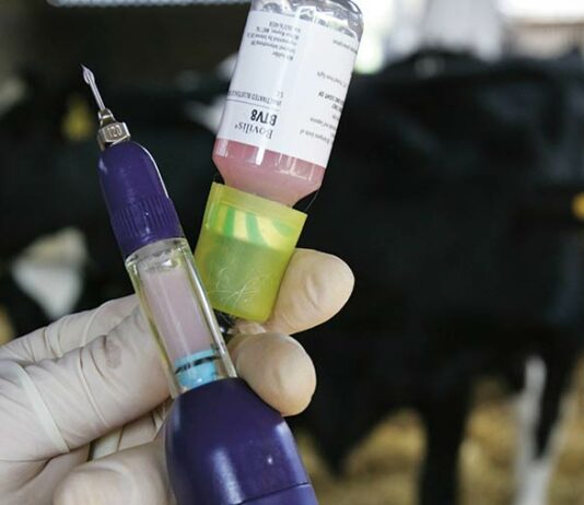 Aclaraciones de la Dirección General sobre la vacunación de la lengua azul vacuna lengua azul