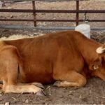 ASAJA salamanca denuncia la falta de información a los ganaderos por parte de la Junta ante la sanidad animal Enfermedad Hemorrágica Epizootica