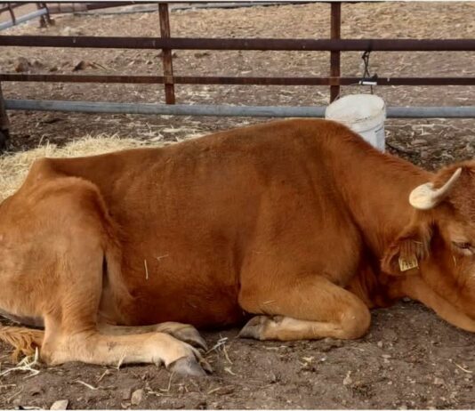 ASAJA salamanca denuncia la falta de información a los ganaderos por parte de la Junta ante la sanidad animal Enfermedad Hemorrágica Epizootica
