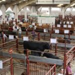 Lonja de Salamanca: baja el cereal y vuelven a subir las terneras lonja septiembre