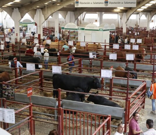 Lonja de Salamanca: baja el cereal y vuelven a subir las terneras lonja septiembre