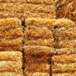 Así ha sido la lonja de este 30 de octubre: se incrementa el precio del paquete grande de paja en cuatro euros