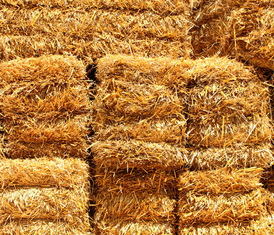 Así ha sido la lonja de este 30 de octubre: se incrementa el precio del paquete grande de paja en cuatro euros