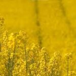 Asaja Salamanca informa del plazo para contratar la póliza de la colza en secano