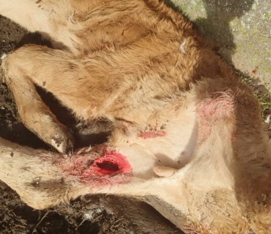 ASAJA Salamanca denuncia persistentes ataques de lobos y buitres ataques buitres