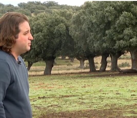 Mucha bellota y optimismo ante la montanera de este año MONTANERA