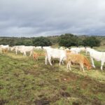 Acuerdo de la JCYL por el que se autoriza la concesión directa de subvenciones a los titulares de explotaciones ganaderas de bovino afectadas por la EHE