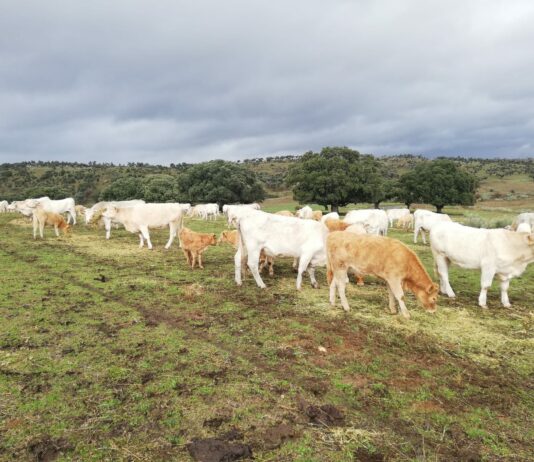 Acuerdo de la JCYL por el que se autoriza la concesión directa de subvenciones a los titulares de explotaciones ganaderas de bovino afectadas por la EHE