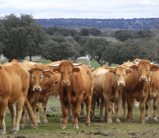 ASAJA Salamanca solicita a la Directora General de Producción Agrícola y Ganadera apoyo a los ganaderos en dos importantes temas vacas-ehe